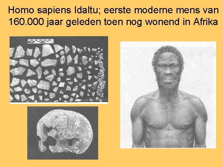 Homo sapiens Idaltu; eerste moderne mens van 160. 000 jaar geleden toen nog wonend