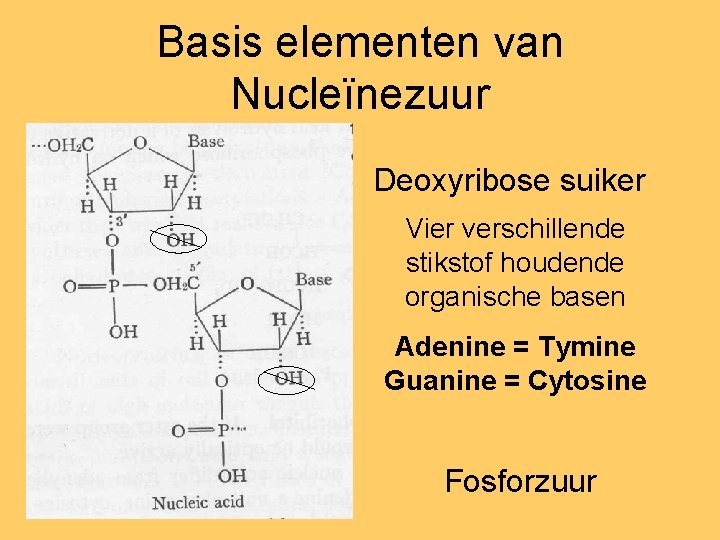 Basis elementen van Nucleïnezuur Deoxyribose suiker Vier verschillende stikstof houdende organische basen Adenine =