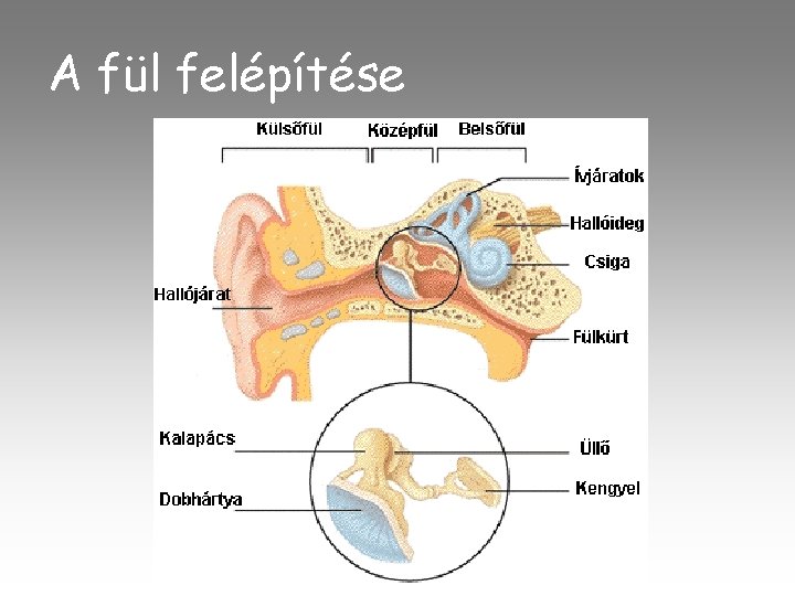 A fül felépítése 
