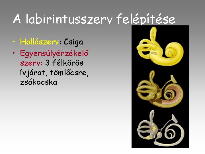 A labirintusszerv felépítése • Hallószerv: Csiga • Egyensúlyérzékelő szerv: 3 félkörös ívjárat, tömlőcsre, zsákocska