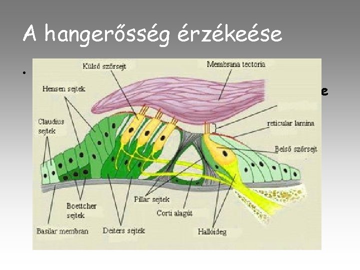 A hangerősség érzékeése • Az adott frekvenciát érzékelő külső szőrsejt mellett a környezők is