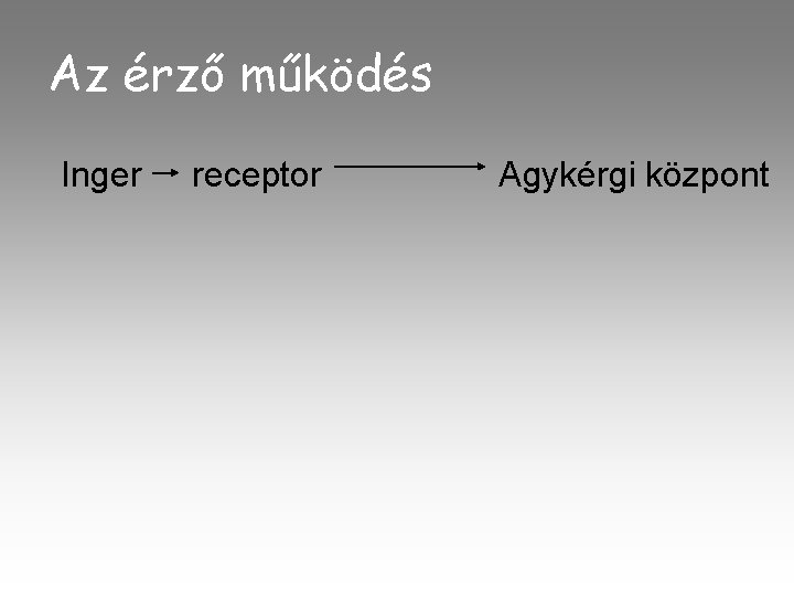 Az érző működés Inger receptor Agykérgi központ 