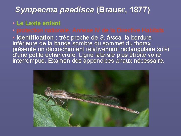 Sympecma paedisca (Brauer, 1877) • Le Leste enfant • protection nationale, Annexe IV de