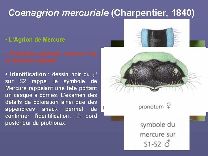 Coenagrion mercuriale (Charpentier, 1840) • L’Agrion de Mercure • Protection nationale, annexe II de