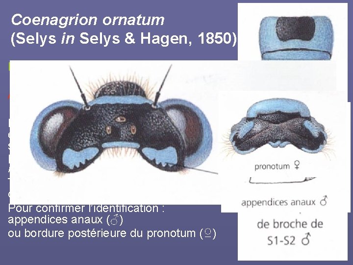 Coenagrion ornatum (Selys in Selys & Hagen, 1850) L’Agrion orné Annexe II de la