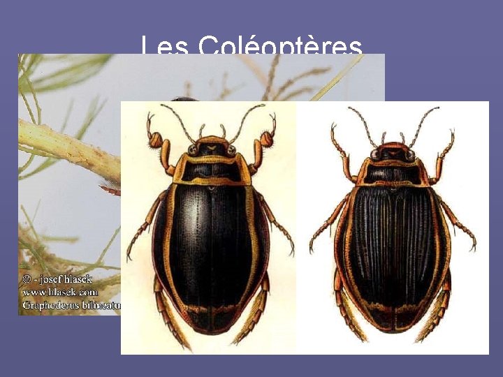 Les Coléoptères Deux espèces protégées en France • Graphoderus bilineatus (de Geer, 1774) •