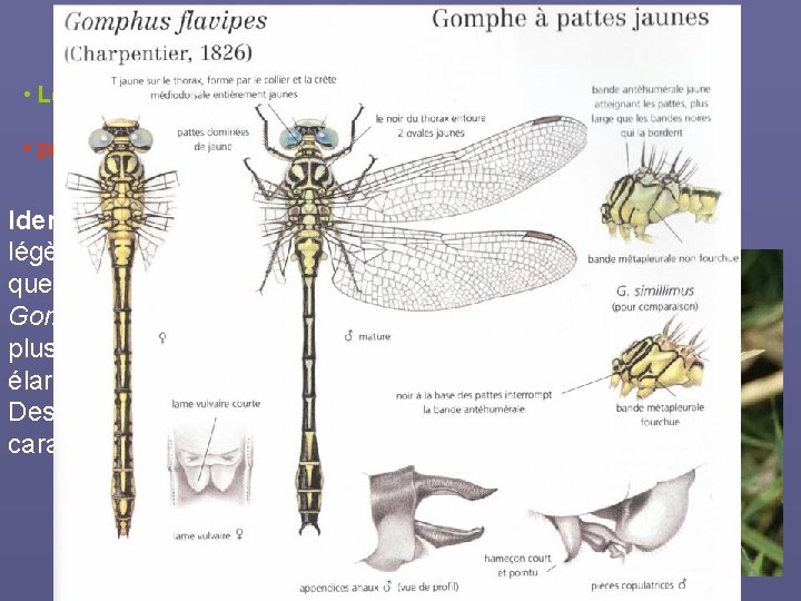 Gomphus flavipes (Charpentier, 1826) • Le Gomphe à pattes jaunes • protection nationale et