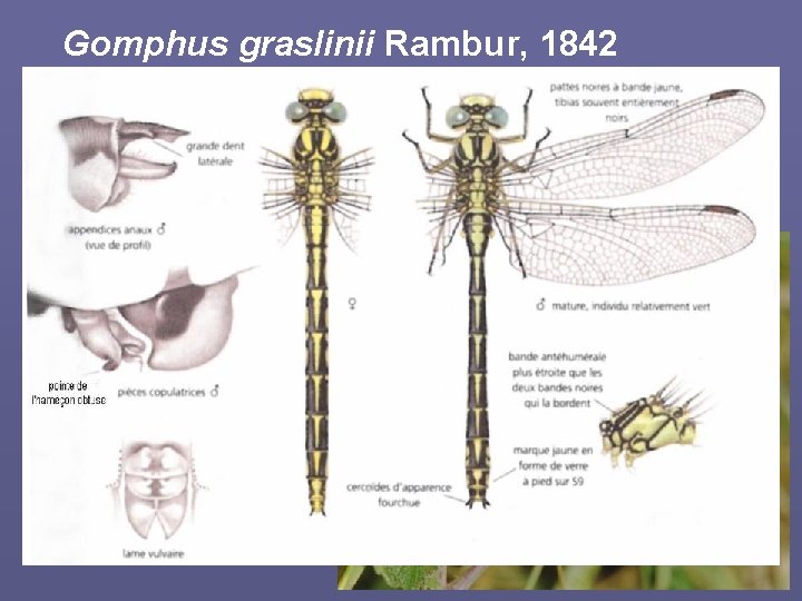 Gomphus graslinii Rambur, 1842 • Gomphe de Graslin • protection nationale et annexes II