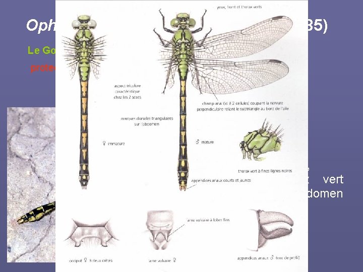 Ophiogomphus cecilia (Fourcroy, 1785) Le Gomphe serpentin protection nationale, annexes II et IV de