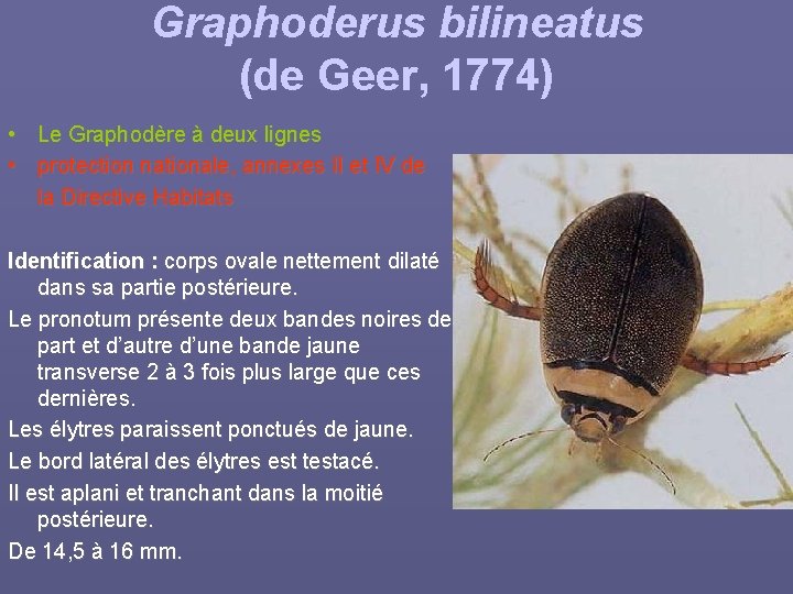 Graphoderus bilineatus (de Geer, 1774) • Le Graphodère à deux lignes • protection nationale,
