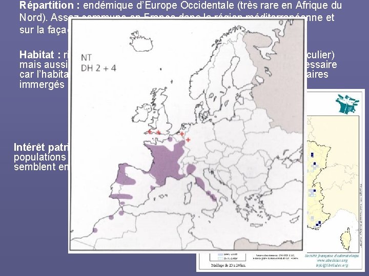 Répartition : endémique d’Europe Occidentale (très rare en Afrique du Nord). Assez commune en