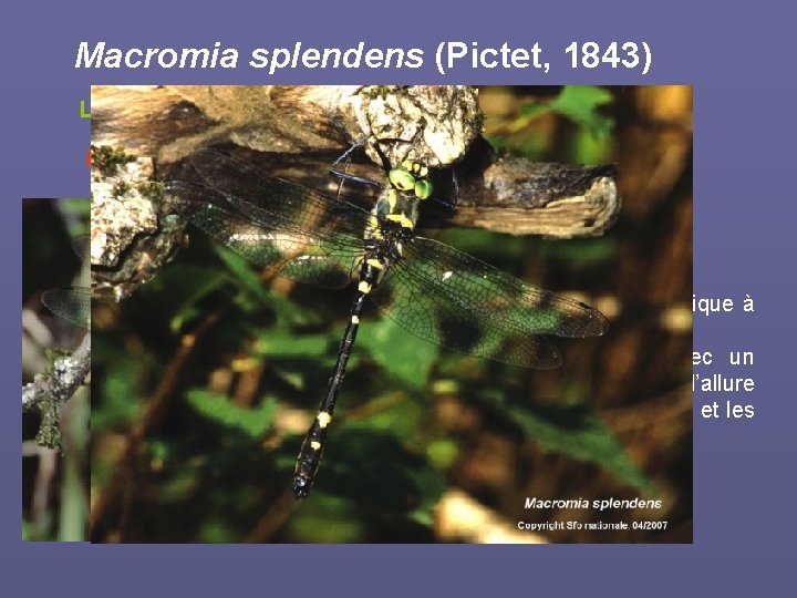 Macromia splendens (Pictet, 1843) La Cordulie splendide protection nationale et Annexe II et IV