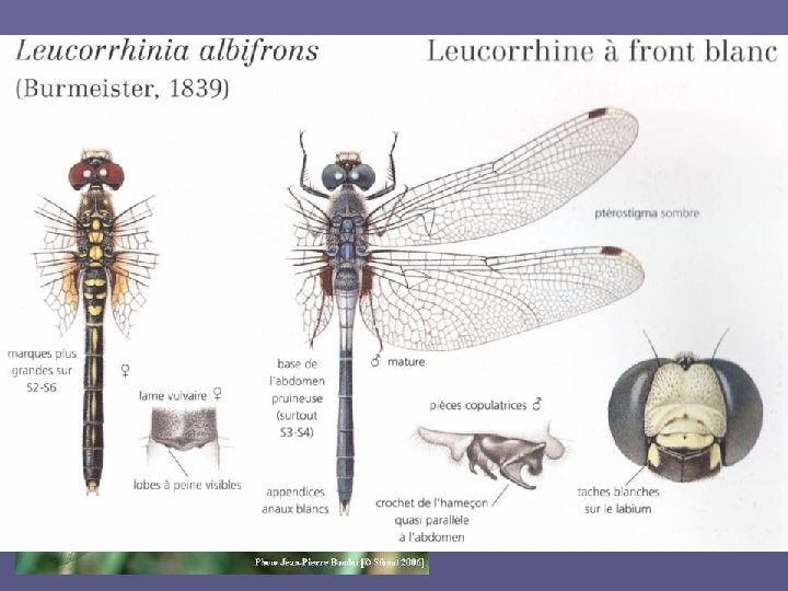 Leucorrhinia albifrons (Burmeister, 1839) La Leucorrhine à front blanc protection nationale et annexe IV