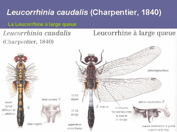 Leucorrhinia caudalis (Charpentier, 1840) La Leucorrhine à large queue protection nationale et annexe IV