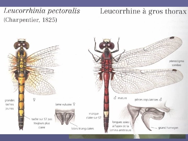 Leucorrhinia pectoralis (Charpentier, 1825) La Leucorrhine à gros thorax protection nationale et annexes II