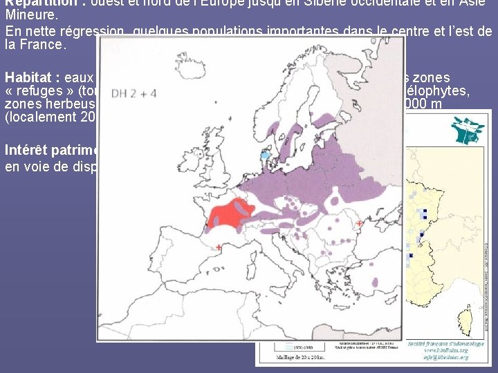 Répartition : ouest et nord de l’Europe jusqu’en Sibérie occidentale et en Asie Mineure.