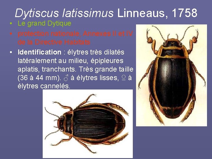 Dytiscus latissimus Linneaus, 1758 • Le grand Dytique • protection nationale, Annexes II et
