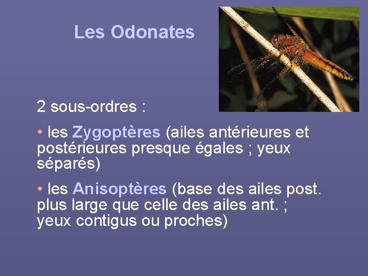 Les Odonates 2 sous-ordres : • les Zygoptères (ailes antérieures et postérieures presque égales