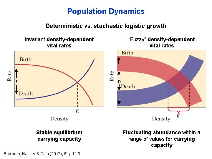 Population Dynamics Deterministic vs. stochastic logistic growth Invariant density-dependent vital rates r “Fuzzy” density-dependent Population Dynamics Deterministic vs. stochastic logistic growth Invariant density-dependent vital rates r “Fuzzy” density-dependent