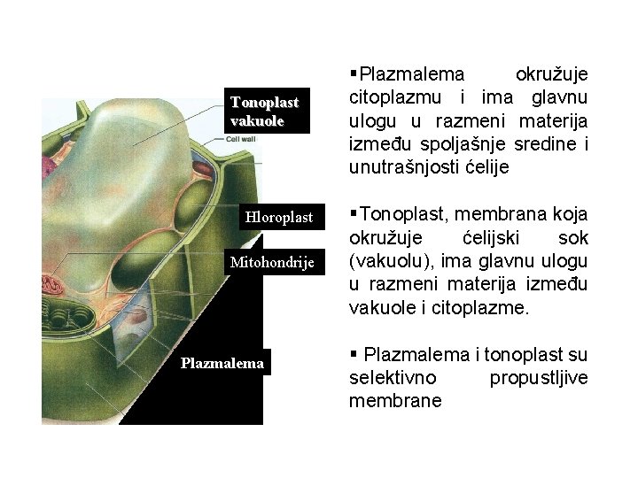 Tonoplast vakuole Hloroplast Mitohondrije Plazmalem a Plazmalema §Plazmalema okružuje citoplazmu i ima glavnu ulogu