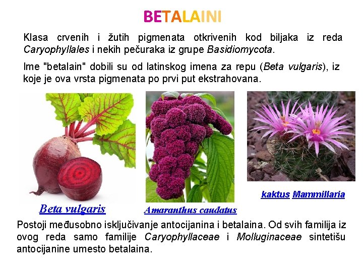 BETALAINI Klasa crvenih i žutih pigmenata otkrivenih kod biljaka iz reda Caryophyllales i nekih