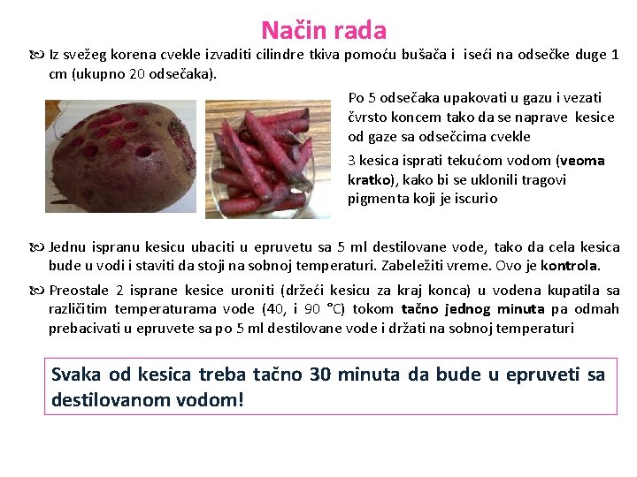 Način rada Iz svežeg korena cvekle izvaditi cilindre tkiva pomoću bušača i iseći na