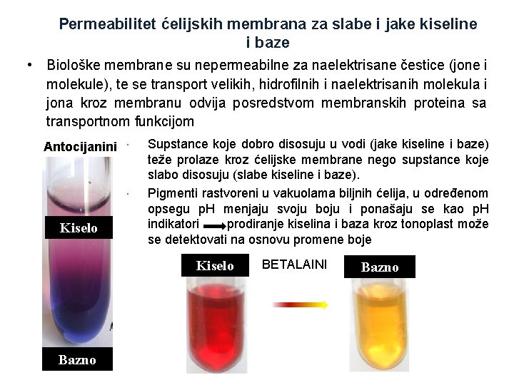 Permeabilitet ćelijskih membrana za slabe i jake kiseline i baze • Biološke membrane su