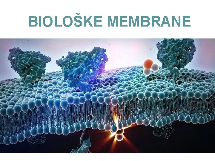 BIOLOŠKE MEMBRANE 