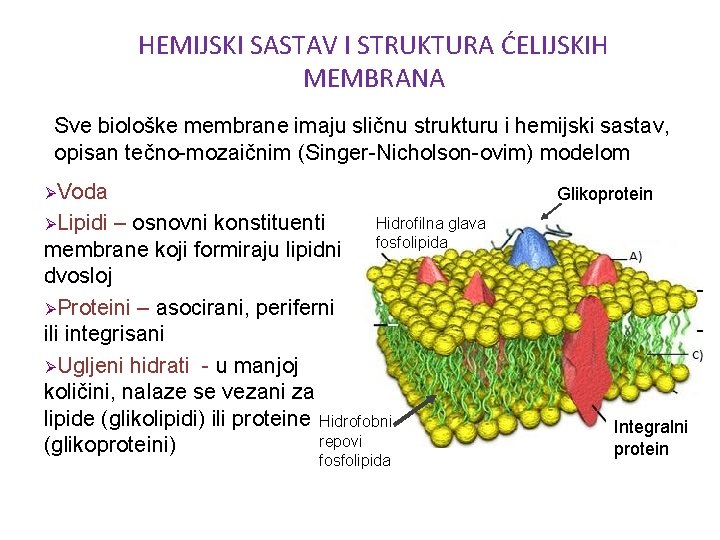 HEMIJSKI SASTAV I STRUKTURA ĆELIJSKIH MEMBRANA Sve biološke membrane imaju sličnu strukturu i hemijski