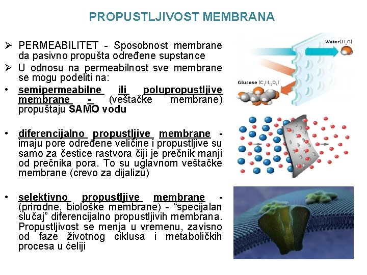 PROPUSTLJIVOST MEMBRANA Ø PERMEABILITET - Sposobnost membrane da pasivno propušta određene supstance Ø U