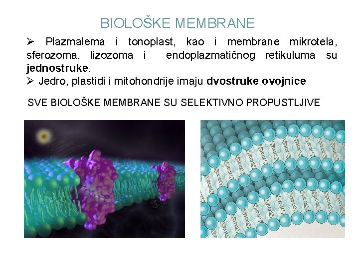 BIOLOŠKE MEMBRANE Ø Plazmalema i tonoplast, kao i membrane mikrotela, sferozoma, lizozoma i endoplazmatičnog