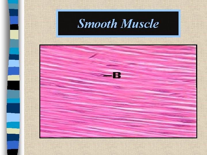 Smooth Muscle 