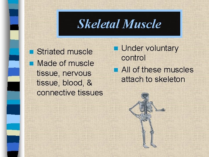 Skeletal Muscle Striated muscle n Made of muscle tissue, nervous tissue, blood, & connective
