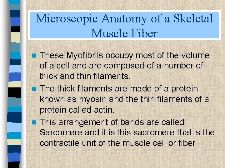 Microscopic Anatomy of a Skeletal Muscle Fiber These Myofibrils occupy most of the volume