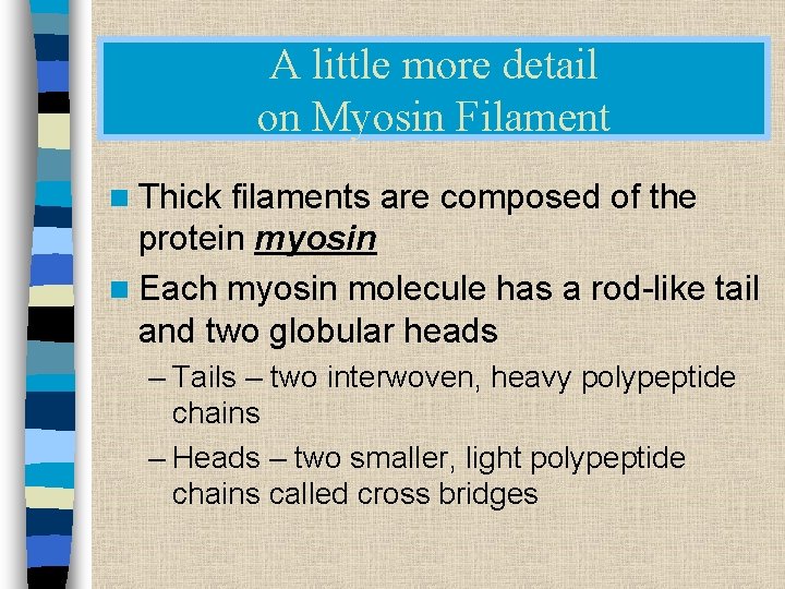 A little more detail on Myosin Filament n Thick filaments are composed of the