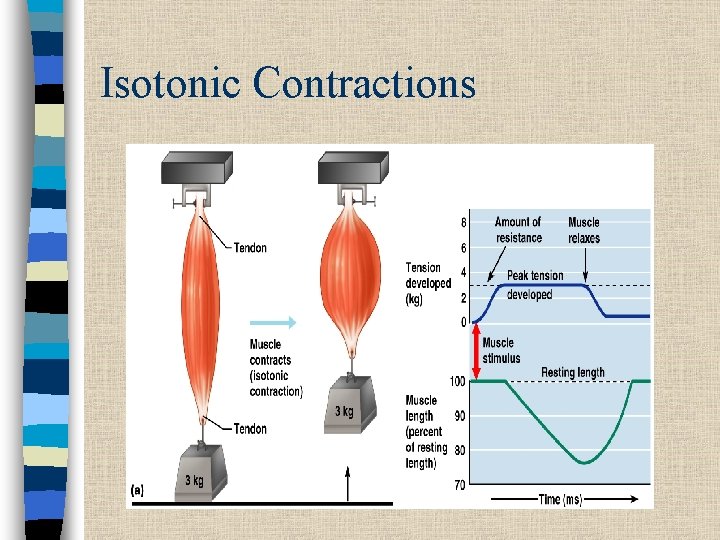 Isotonic Contractions 