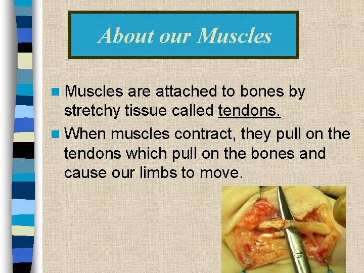 About our Muscles n Muscles are attached to bones by stretchy tissue called tendons.