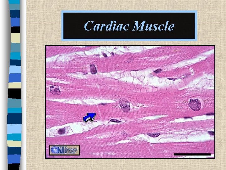 Cardiac Muscle 