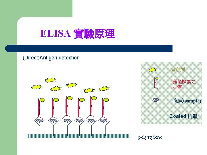 ELISA 實驗原理 (Direct)Antigen detection 呈色劑 鏈結酵素之 抗體 抗原(sample) Coated 抗體 polystylene 