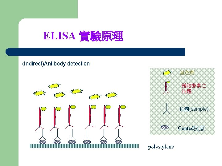ELISA 實驗原理 (Indirect)Antibody detection 呈色劑 鏈結酵素之 抗體 抗體(sample) Coated抗原 polystylene 