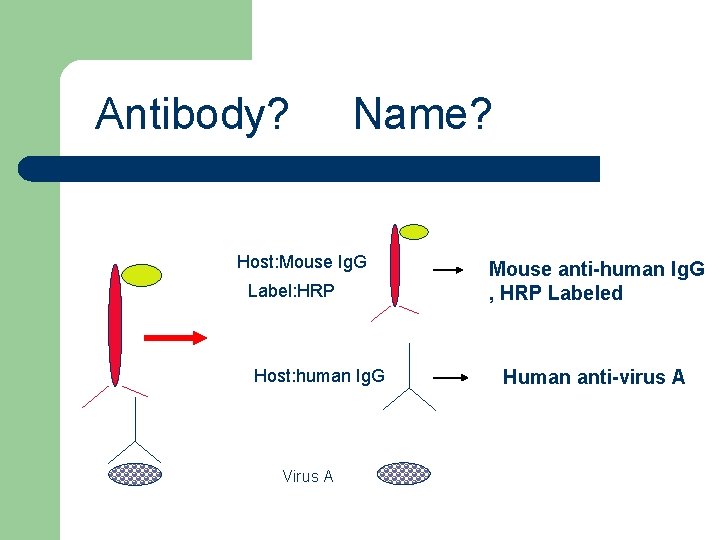 Antibody? Name? Host: Mouse Ig. G Label: HRP Host: human Ig. G Virus A