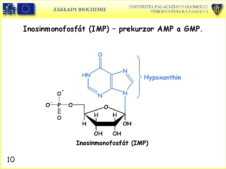 Inosinmonofosfát (IMP) – prekurzor AMP a GMP. 10 