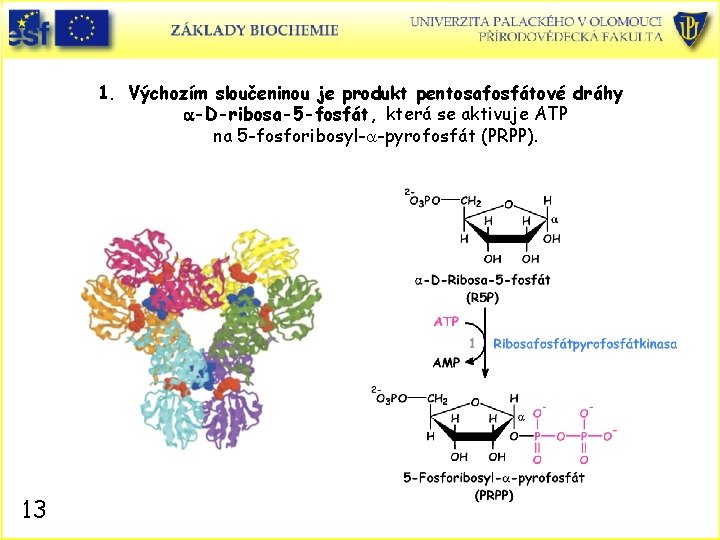 1. Výchozím sloučeninou je produkt pentosafosfátové dráhy a-D-ribosa-5 -fosfát, která se aktivuje ATP na