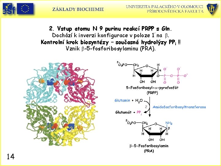 2. Vstup atomu N 9 purinu reakcí PRPP s Gln. Dochází k inverzi konfigurace