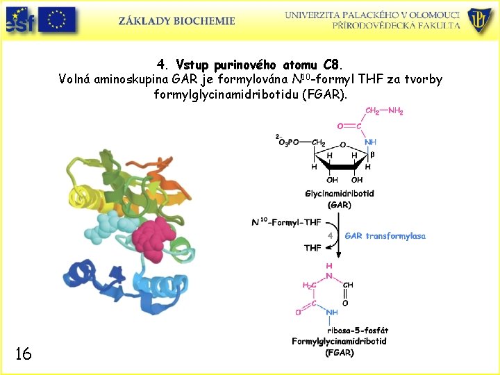 4. Vstup purinového atomu C 8. Volná aminoskupina GAR je formylována N 10 -formyl