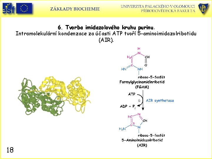 6. Tvorba imidazolového kruhu purinu. Intramolekulární kondenzace za účasti ATP tvoří 5 -aminoimidazolribotidu (AIR).