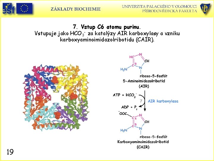 7. Vstup C 6 atomu purinu. Vstupuje jako HCO 3 - za katalýzy AIR