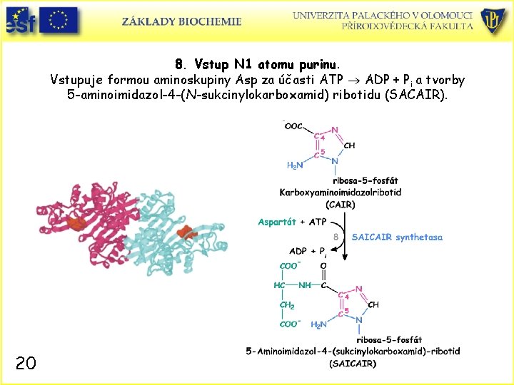 8. Vstup N 1 atomu purinu. Vstupuje formou aminoskupiny Asp za účasti ATP ADP
