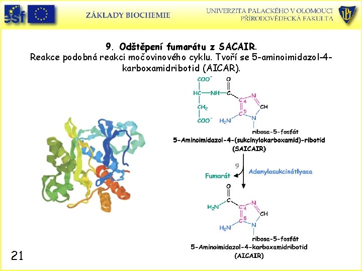 9. Odštěpení fumarátu z SACAIR. Reakce podobná reakci močovinového cyklu. Tvoří se 5 -aminoimidazol-4