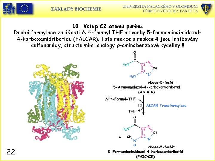 10. Vstup C 2 atomu purinu. Druhá formylace za účasti N 10 -formyl THF